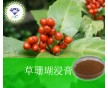 產(chǎn)品 廠加草珊瑚浸膏 486-21-5